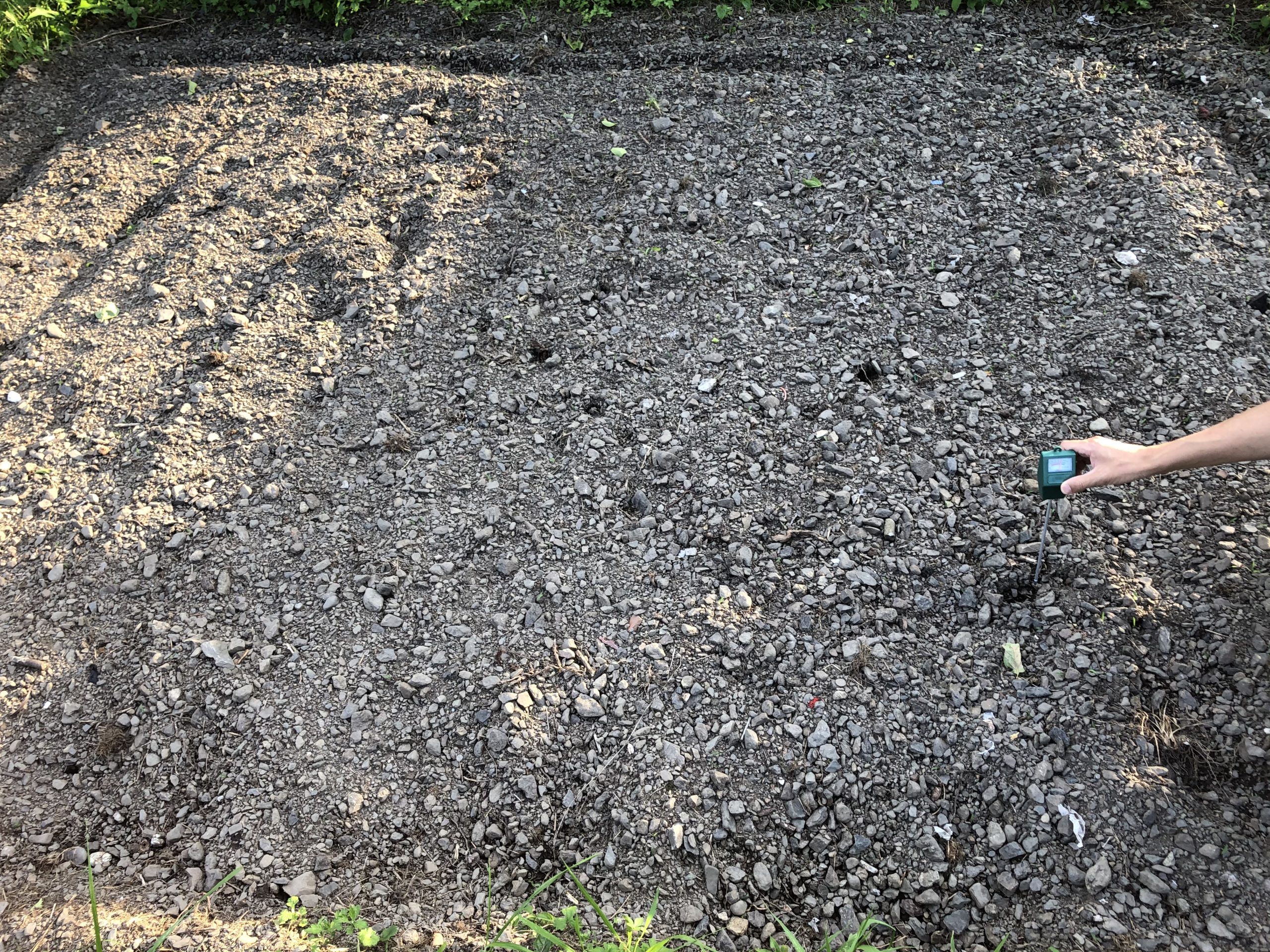 大豆 フクユタカ を定植しました 6月の畑作業 まつりのにわ 私の庭と体が星に同期する新しい時代のダーチャライフ